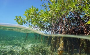 Mangroves under the water